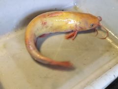 -鲜椒鱼·雅安地标性美食