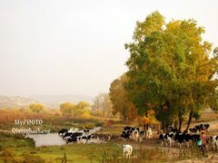 -塞罕坝国家级自然保护区