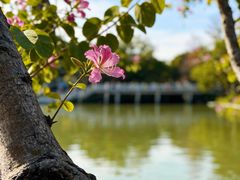 -惠州西湖风景名胜区-丰渚园