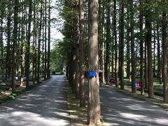 -日照海滨国家森林公园