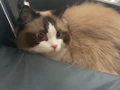 -艾贝尔宠物医院 ·内科全科(梁溪路店)