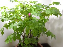-双季花艺园艺市场(浦东店)