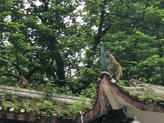 -黔灵山公园