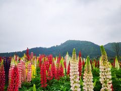 -径山花海