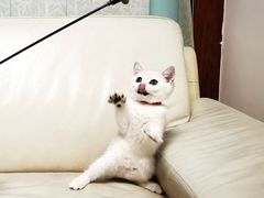 -lincat·猫舍(广州店)