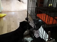 -哈尼爱宠·宠物生活会馆