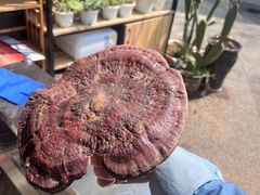 -鲜菌江湖正宗野生菌火锅