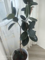 -HEYAN荷妍专业脱毛连锁机构