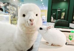 -神奇动物撸宠馆·羊驼·小浣熊·异宠(豫园店)