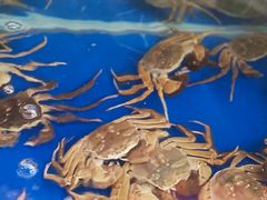 -阳澄湖大闸蟹·琼灵阁牌品牌连锁(吴中总店)