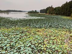 -东湖落雁景区