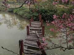 -天适樱花悠乐园