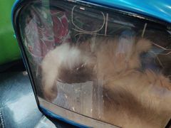 -爱侣·安琦尔宠物医院·中兽医针灸·心内科·狂犬免疫点(宝山区院)