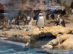 -帝企鹅自助餐厅•儿童岛•真企鹅(长隆企鹅酒店)