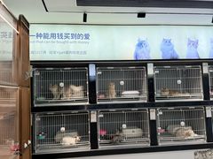 -翊宠yipet猫狗购宠庄园犬舍•猫舍