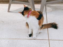 -玫瑰咖啡(中山六路店)