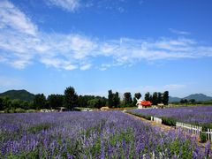 景点-北京东方普罗旺斯薰衣草庄园
