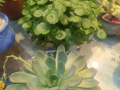 -双季花艺园艺市场(浦东店)