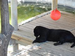 -石家庄市动物园