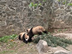 -都江堰中华大熊猫苑