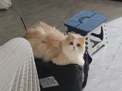 -瑞鹏宠物医院·骨科·猫科·内科(第一中心)