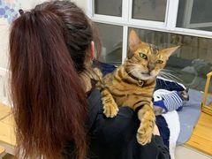 -李小姐の猫咖啡馆(五角场店)