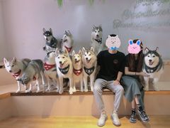 -Husky Go! 哈士奇体验馆·宠物咖啡厅狗咖