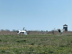 -盐城丹顶鹤湿地生态旅游区