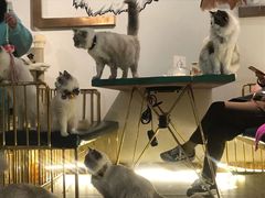 -喵喵咪呀布偶猫咖(春熙路店)