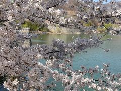 -樱花山风景区