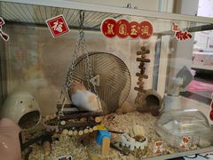 -曲阳花鸟市场(曲阳路店)