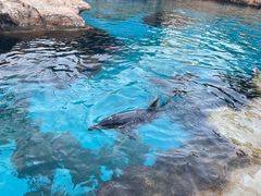 -珠海长隆海洋王国