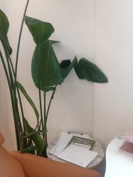 -梵茜儿·头道汤养生馆