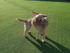 -北京京卫宠物寄养训练中心