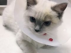-美联众合宠物医院·爱萌分院·内外科·猫科中心