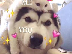 -老马家马蓉蛋菜夹馍·腊牛肉夹馍(回民街店)