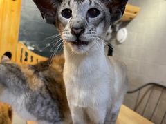-豆逗聊愈猫阁Easy Life