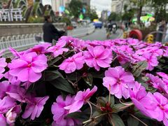 -蜀家渝重庆火锅(南屏街店)
