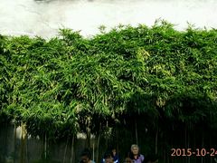 -延福橄榄(三坊七巷店)