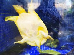 水鱼-巨元河鲜酒楼·清远特色菜名店(英德店)