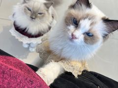 -怪兽屋·羊驼·猫咖·狗咖(俊华广场店)