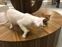 -飞行喵MR PILOT|猫舍·猫咖(静安大融城店)