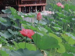 -莲湖公园