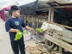 -樂桃源奉贤黄桃种植采摘基地