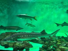 -太平洋海底世界