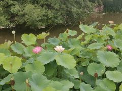-宝鸡植物园
