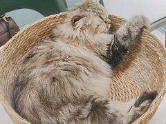 -安格丽娜·狗咖·猫咖羊驼咖(春熙路百盛商场店)