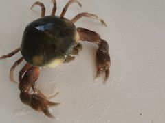 -东戴河风景区-止锚湾