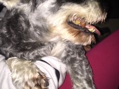 -爱侣宠医·鹦鹉专科·小型哺乳类·异宠专科(灵石路店)