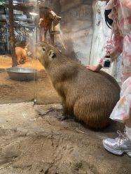 -Zoolung Zoolung动物主题公园(海信广场店)